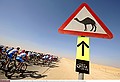 Cycling : 8th Tour of Qatar / Stage 2Illustratie Illustration / Peleton Peloton / Came Kameel Chameau / Dessert Landscape Paysage Landschap /Khalifa Stadium - Al Khor Corniche (134 Km) / Rit Etape / &copy; Tim De Waele