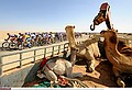 Cycling : 8th Tour of Qatar / Stage 2Illustratie Illustration / Peleton Peloton / Camel Kameel Chameau / Bradley WIGGINS (Gbr) /  Dessert Landscape Paysage Landschap /Khalifa Stadium - Al Khor Corniche (134 Km) / Rit Etape / &copy; Tim De Waele